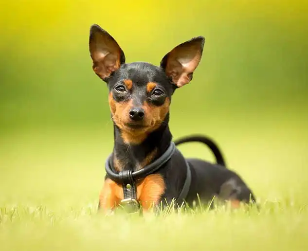 Pinscher miniatura