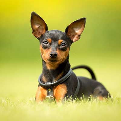 Pinscher miniatura