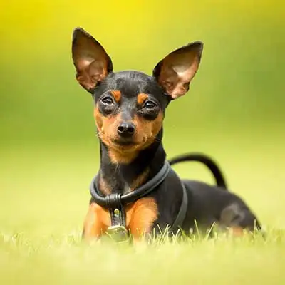 Miniature Pinscher dog breed.