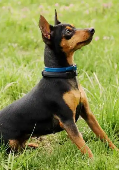Miniature Pinscher: Breed Origin
