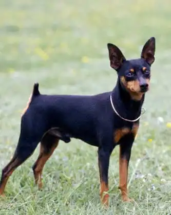 Miniature Pinscher: Breed Appearance