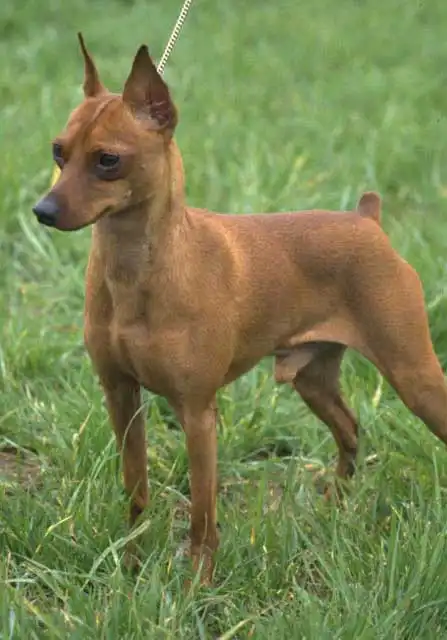 Miniature Pinscher: Care Routine
