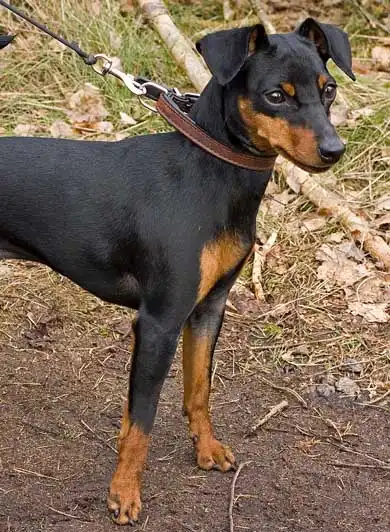 Miniature Pinscher: Behavior & Temperament