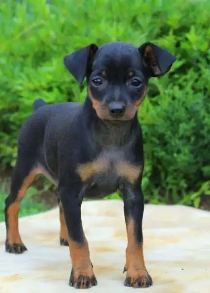 Miniature Pinscher: Play & Exercise