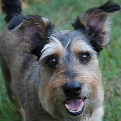 Schnaupin miniatura