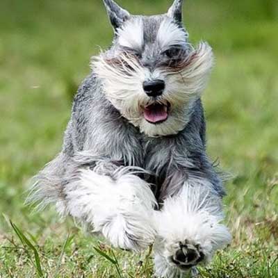 Schnauzer Nano (Zwergschnauzer)