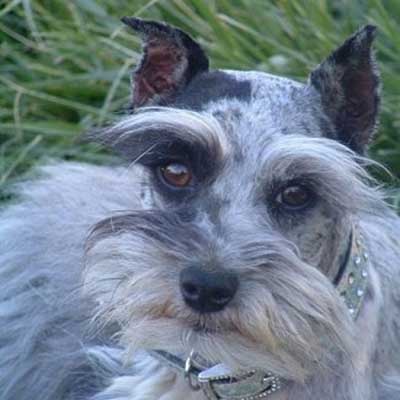 Miniature Schnauzzie