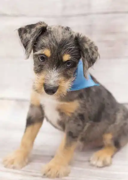 Herkunft & Geschichte von Miniature Schnauzzie