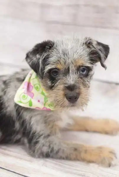 Erscheinungsbild von Miniature Schnauzzie