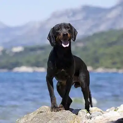 Montenegrin Mountain Hound dog breed.