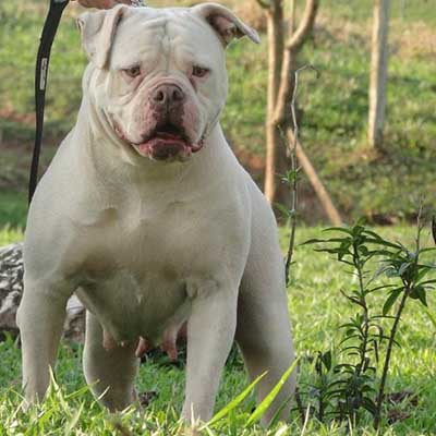 Mountain Bulldog