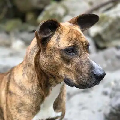 Mountain Cur dog breed.