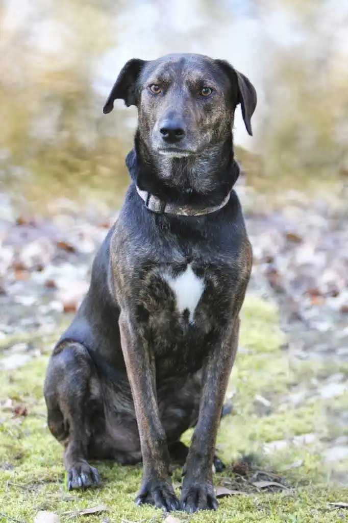 Origine & Histoire du Mountain Cur