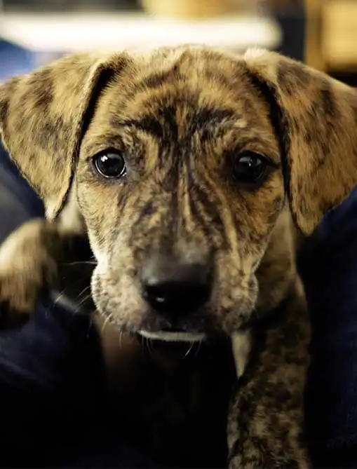Apparence du Mountain Cur