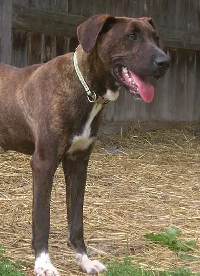 Entretien & Soins du Mountain Cur