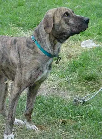 Comportement & Caractère du Mountain Cur