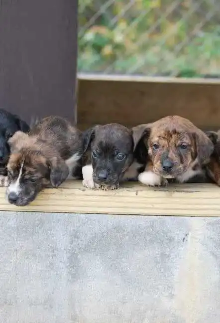 Besoins d'Exercice du Mountain Cur