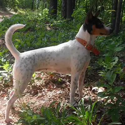 Mountain Feist dog breed.