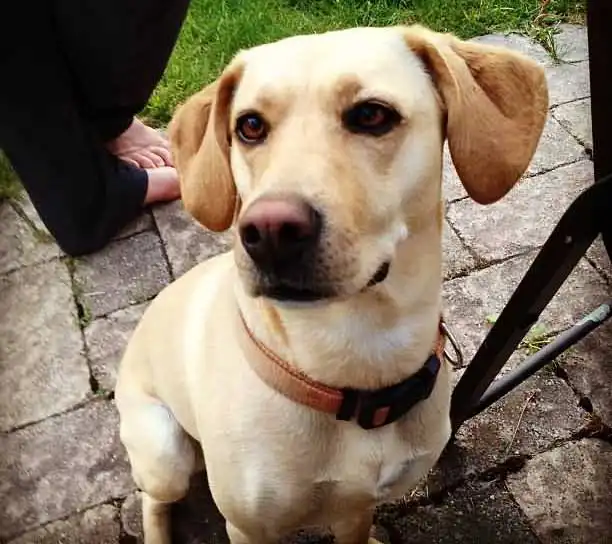 Mountain View Cur