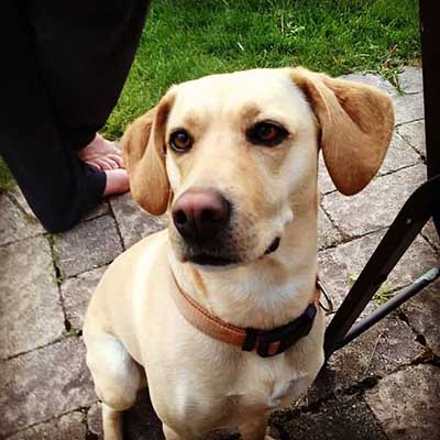 Mountain View Cur