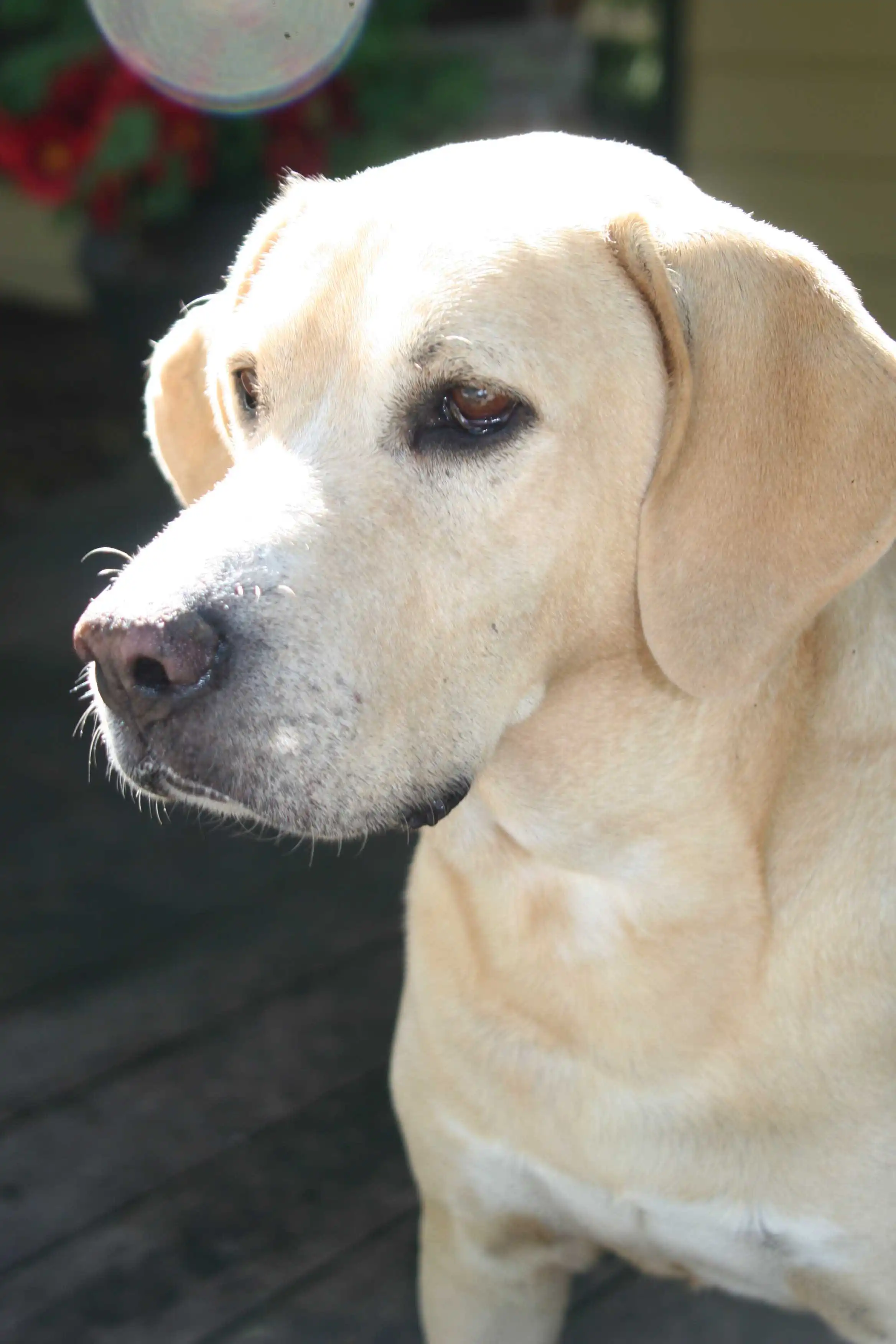 Breed Origin