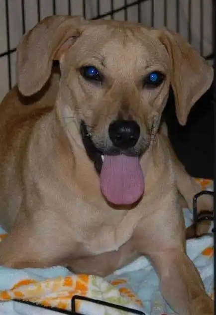 Breed Appearance