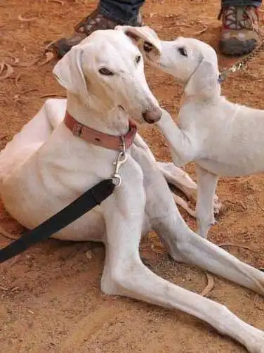 Aspetto del Levriero Mudhol