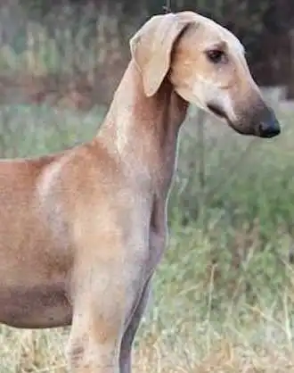 Carattere & Temperamento del Levriero Mudhol