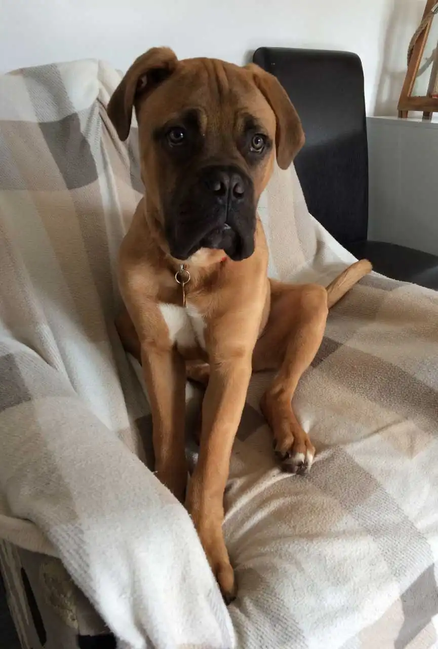 Origine & Histoire du Muscle Mastiff