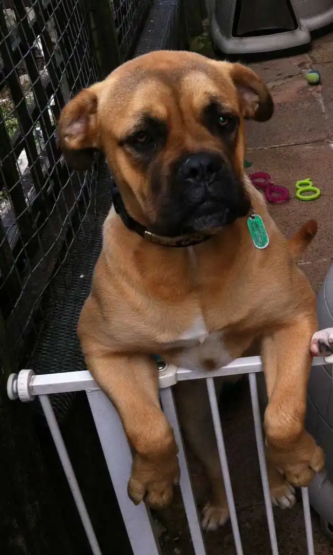 Apparence du Muscle Mastiff