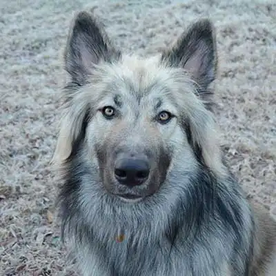 Native American Shepherd dog breed.