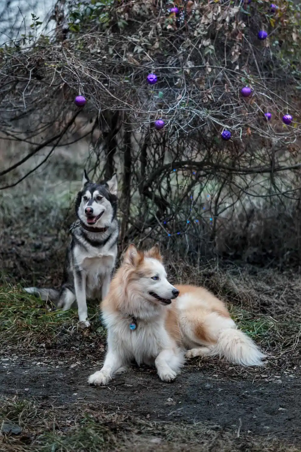 Արտաքին տեսքը