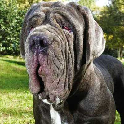 Neapolitan Mastiff