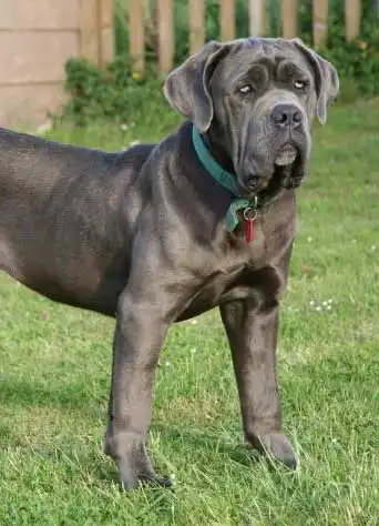 Breed Origin