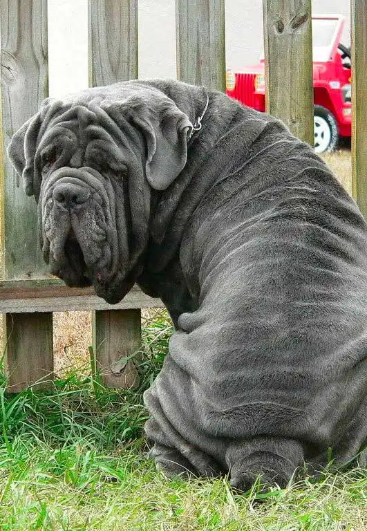 Breed Appearance