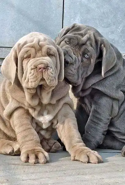 Behavior & Temperament