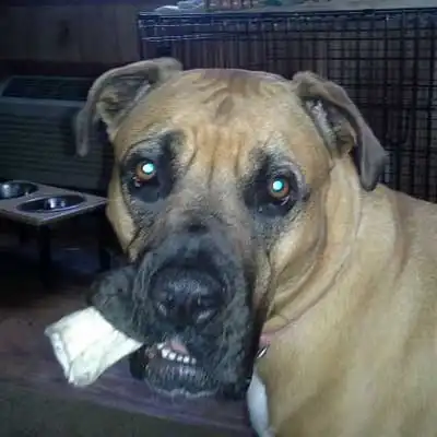 Neo Bullmastiff dog breed.