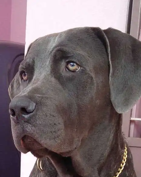 Breed Origin
