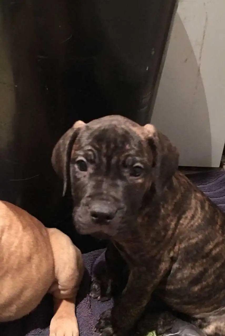 Breed Appearance