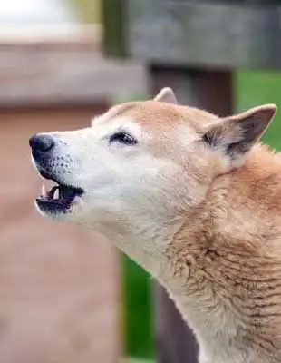 ニューギニア・シンギング・ドッグの性格・気質
