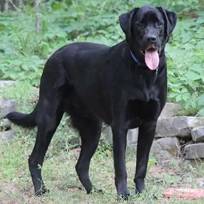 New Labralound dog breed.