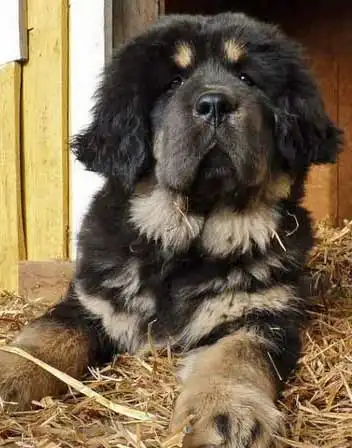 Breed Appearance