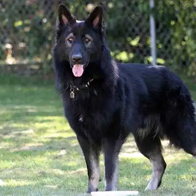 New Shep dog breed.
