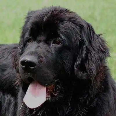 Newfoundland dog breed.