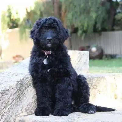 Newfypoo dog breed.