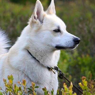 Norwegian Buhund