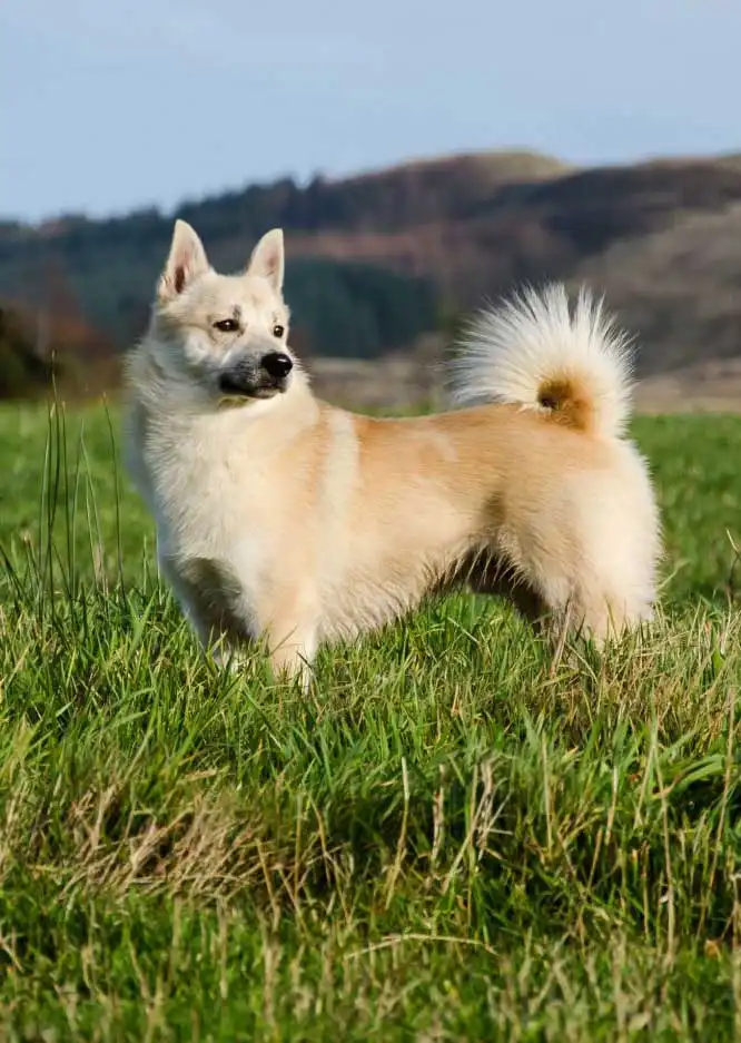 Origine & Histoire du Buhund Norvégien