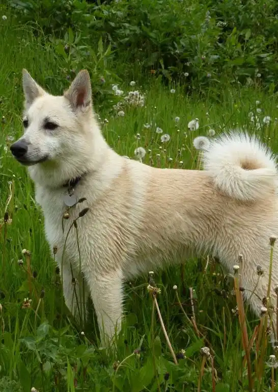 Apparence du Buhund Norvégien