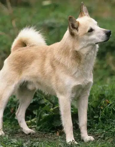 Entretien & Soins du Buhund Norvégien