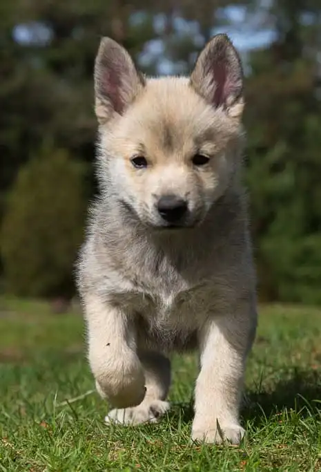 Comportement & Caractère du Buhund Norvégien